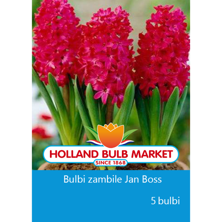 zambile jan boss, 3 bulbi