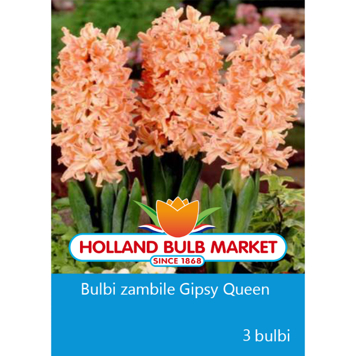 Bulbi zambile Gipsy Queen , 3 bulbi