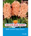 Bulbi zambile Gipsy Queen , 3 bulbi