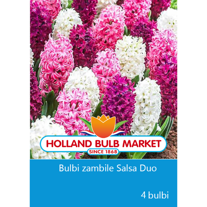 Bulbi-zambile-salsa-duo-4-bulbi