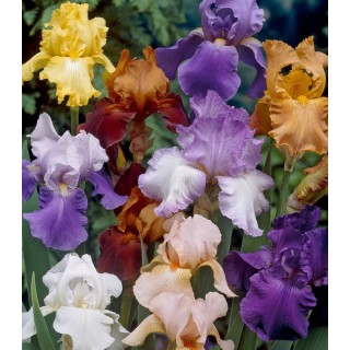 Iris Germanica Mix - 5 bulbi