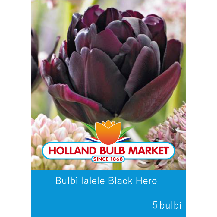Bulbi de lalele Black Hero, 5 bulbi
