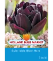 Bulbi de lalele Black Hero, 5 bulbi