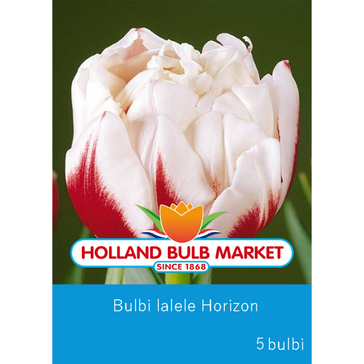 Lalele Horizon - 5 bulbi