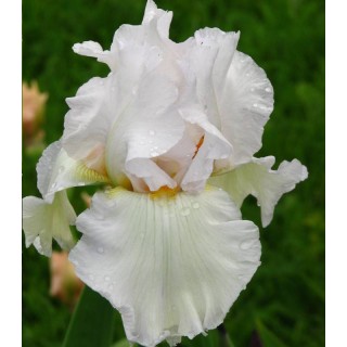 Iris Germanica Skating Party - 1 bulb