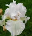 Iris Germanica Skating Party - 1 bulb
