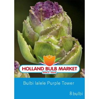 bulbi de lalele purple tower