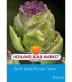 bulbi de lalele purple tower