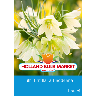 Fritillaria Raddeana,1 bulb