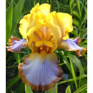 Iris Germanica Brown Lasso - 1 bulb