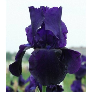 Iris Germanica Tuxedo - 1 bulb
