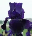 Iris Germanica Tuxedo - 1 bulb