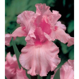 Iris Germanica Pink Tafette - 1 bulb