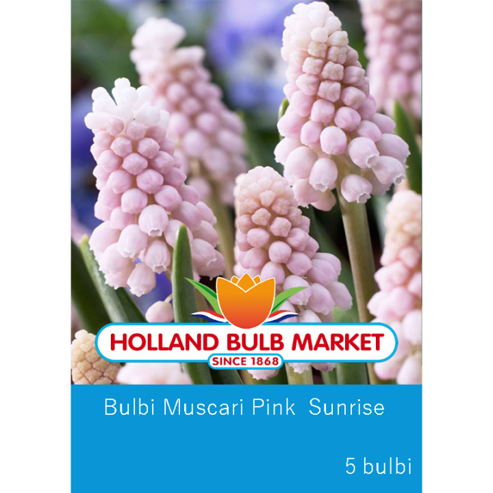 Muscari Pink Sunrise, 3 bulbi