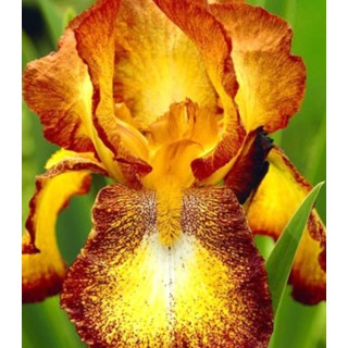 Iris Germanica Spotted Yellow - 1 bulb