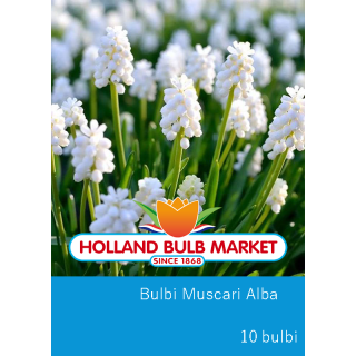 Muscari Alba - 10 bulbi