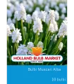 Muscari Alba - 10 bulbi