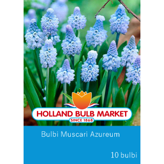 Muscari Azureum - 10 bulbi