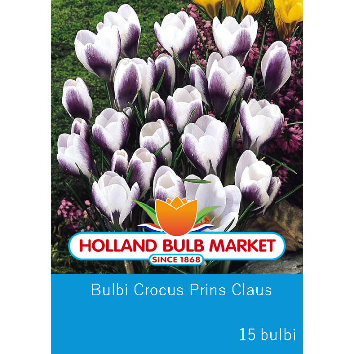 Bulbi Crocus Prins Claus 