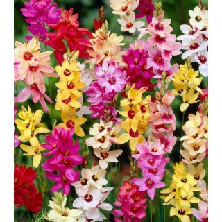 Ixia mix -10 bulbi