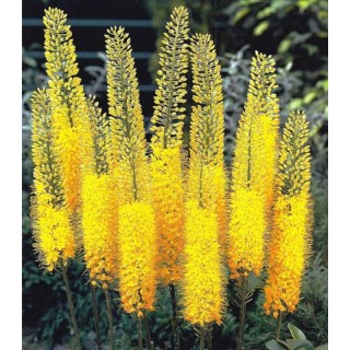 Eremurus Bungei - 10 bulbi