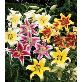 Crin oriental mix - 3 bulbi