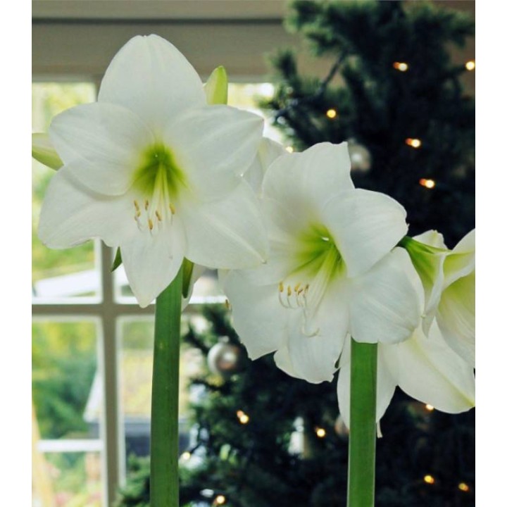 Amaryllis White Peacock (1 bulb)