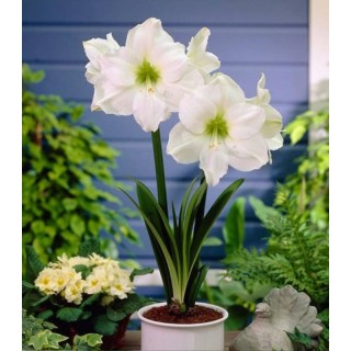 Amaryllis White Peacock (1 bulb)