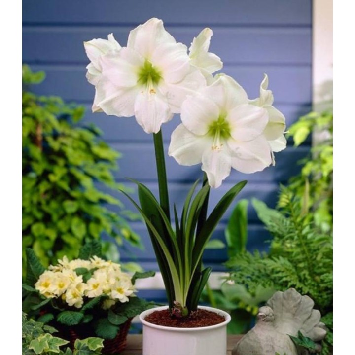 Amaryllis White Peacock (1 bulb)
