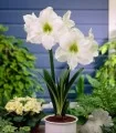 Amaryllis White Peacock (1 bulb)