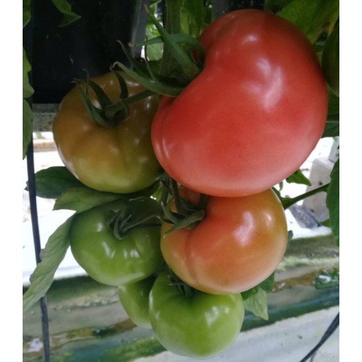Seminte de tomate Perugino F1