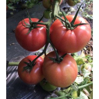 Seminte de tomate Perugino F1