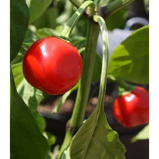 Ardei Alma Picante (2000 sem)