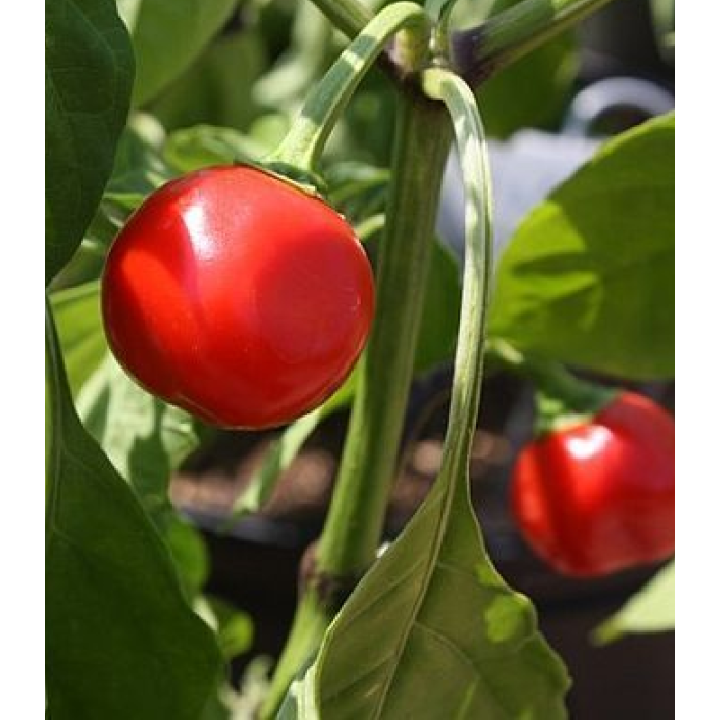 Ardei Alma Picante (2000 sem)