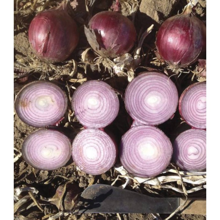 Seminte ceapa Red Spring F1
