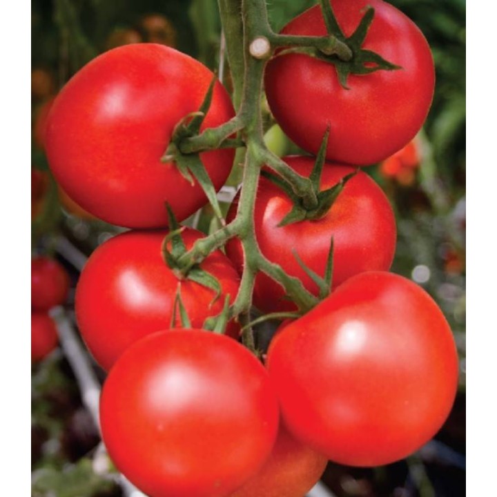 Seminte de tomate Moldoveanu F1, 100 seminte