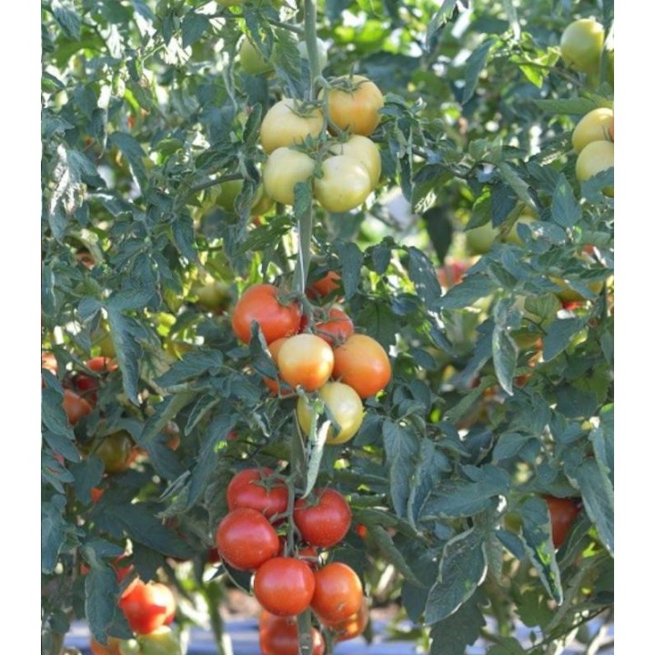 Seminte tomate Moldoveanu F1