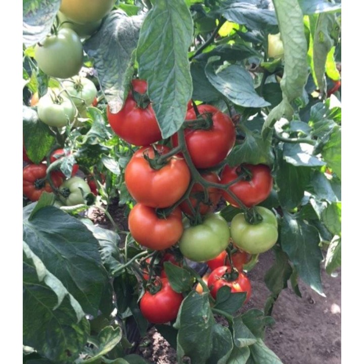 Seminte tomate Moldoveanu F1