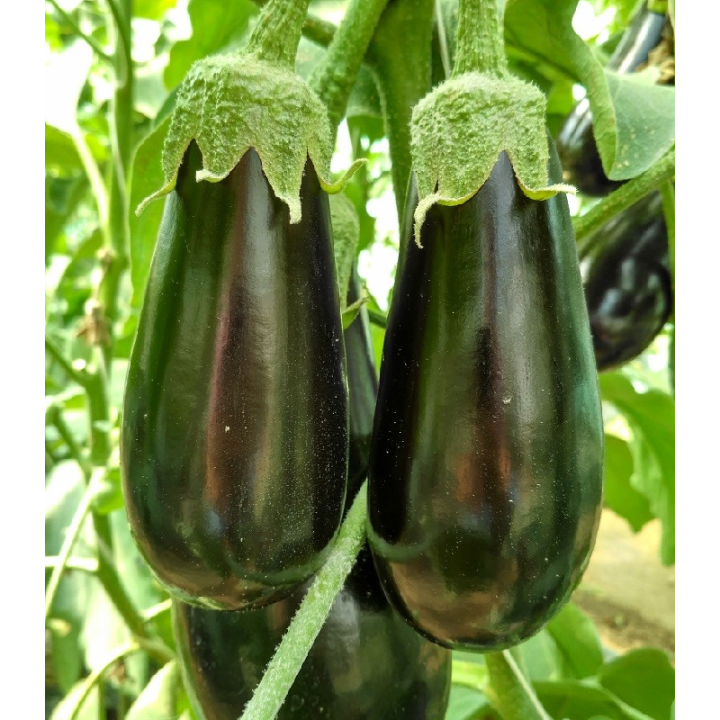 Vinete Minerva F1