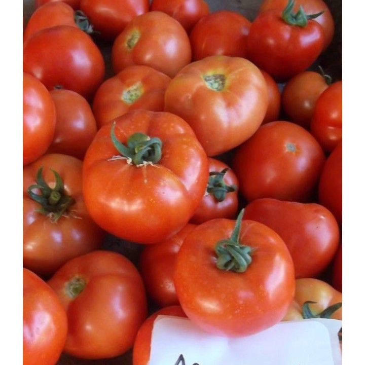 Seminte tomate Oltena F1