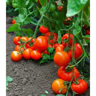Seminte tomate Oltena F1
