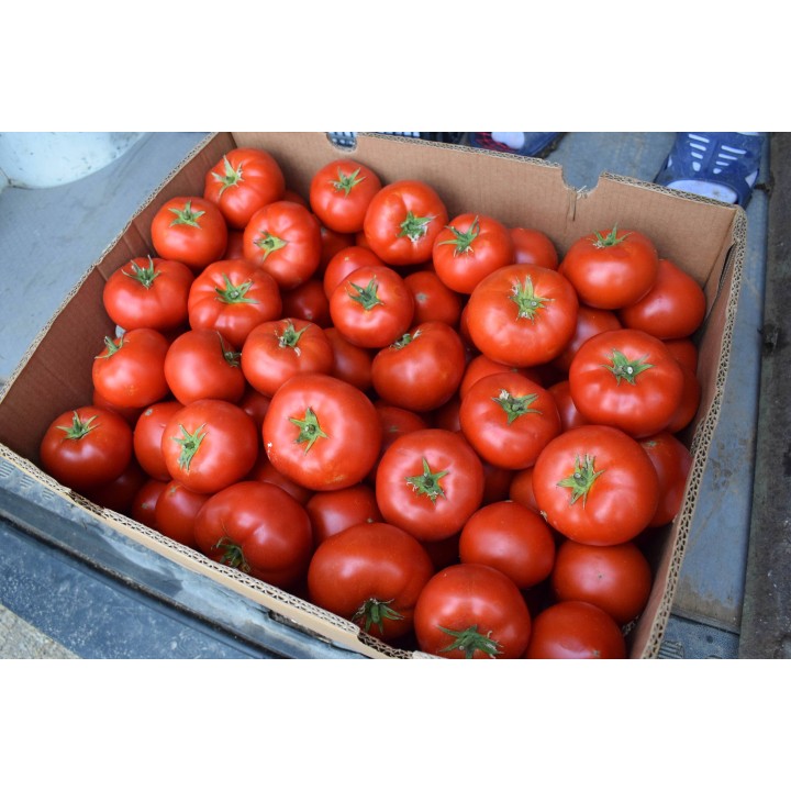 Tomate Havanna F1 ambalate in bax