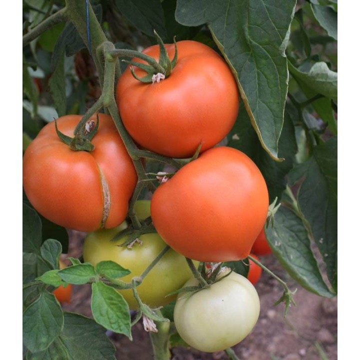 Seminte de tomate Havanna F1 in parga, stimulate