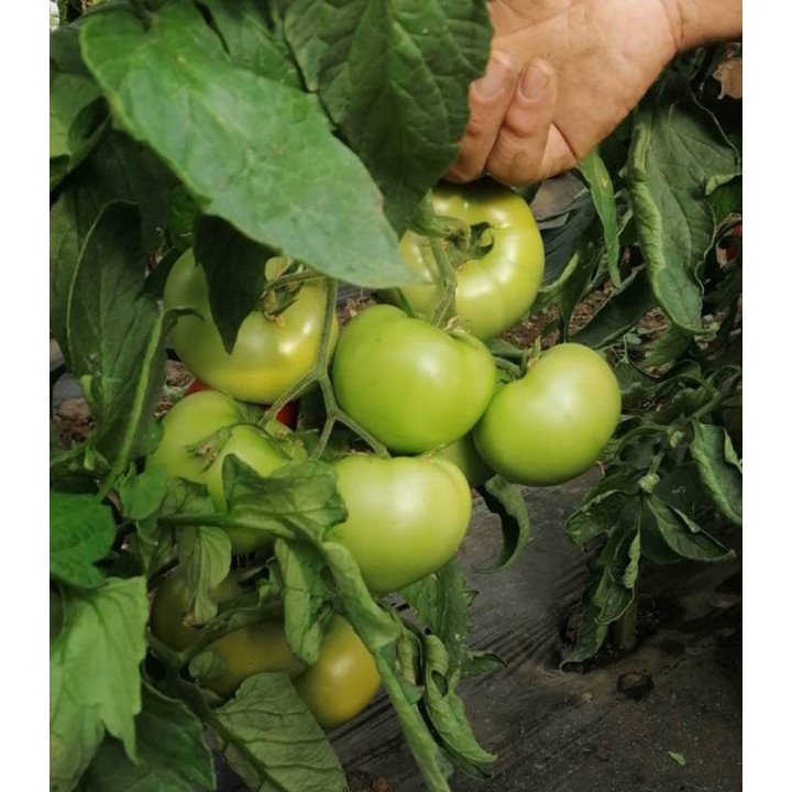 Seminte de tomate Havanna F1, solar, Rusanesti