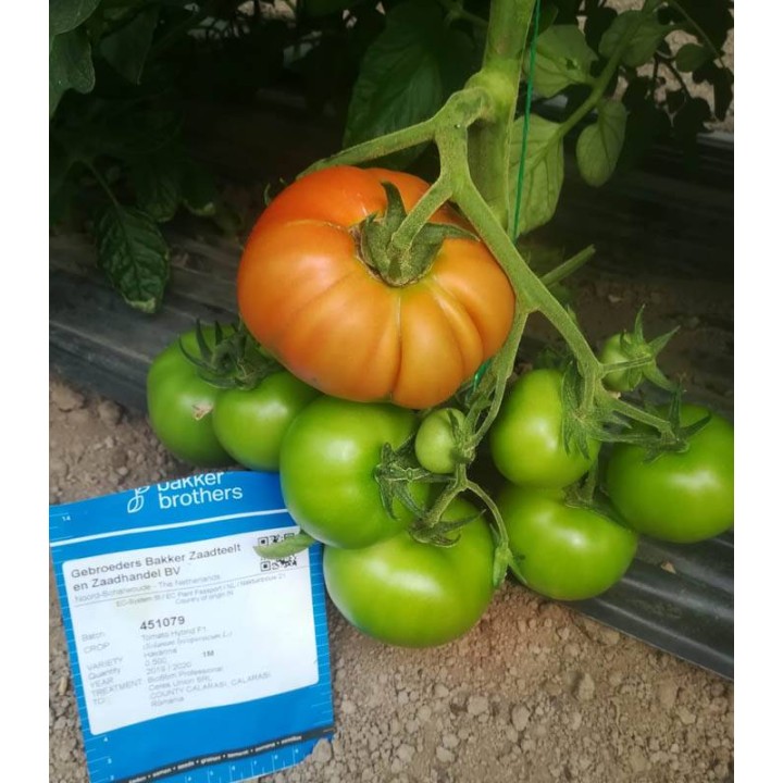 Seminte de tomate Havanna F1, sera Timis