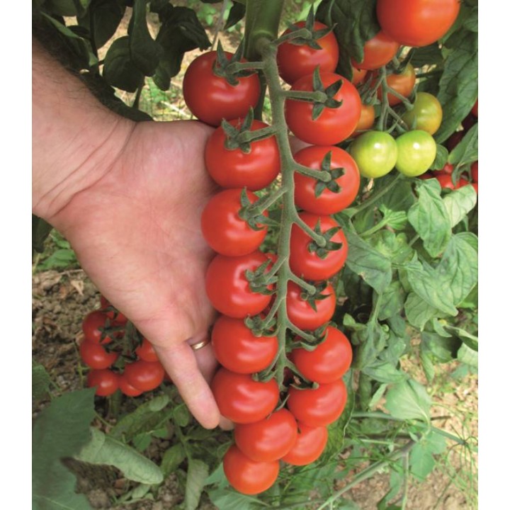 Seminte tomate cherry Tudor F1