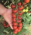 Seminte tomate cherry Tudor F1