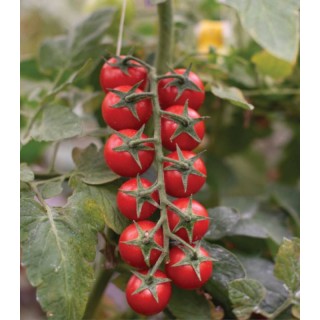 Seminte tomate Edox F1