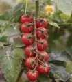 Seminte tomate Edox F1