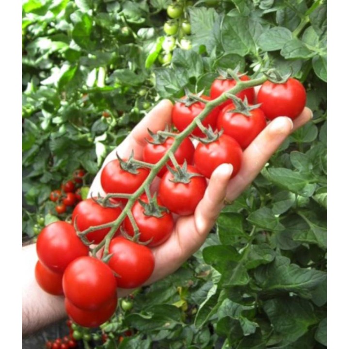 Seminte tomate Edox F1